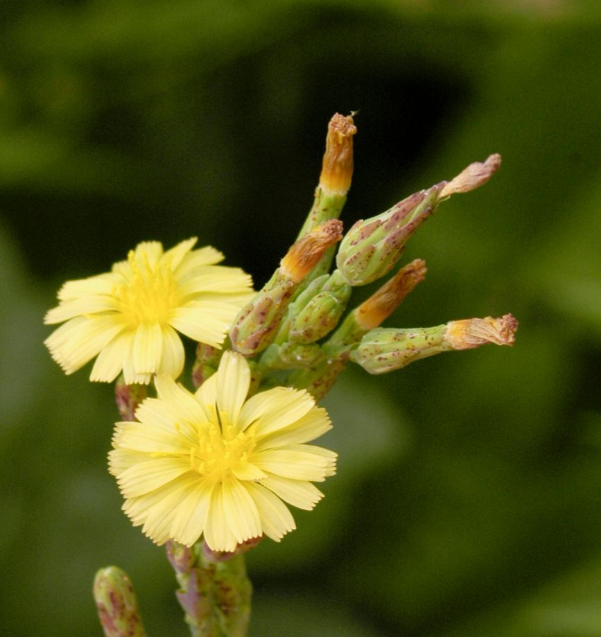Prickly Lettuce