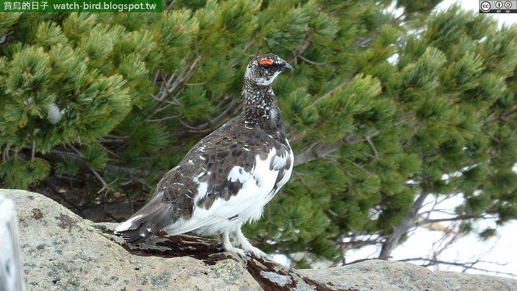 Rock Ptarmigan