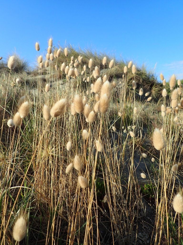 Hare's-tail