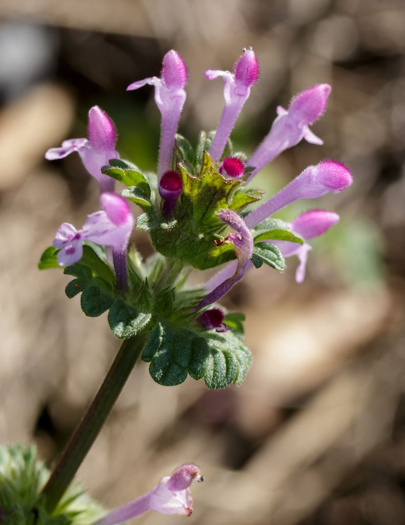 Henbit Dead-nettle