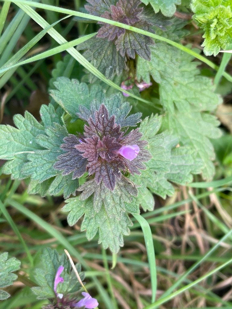 Cut-leaved Dead-nettle
