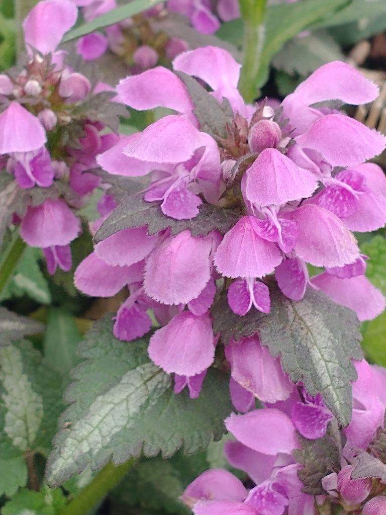Spotted Dead-nettle
