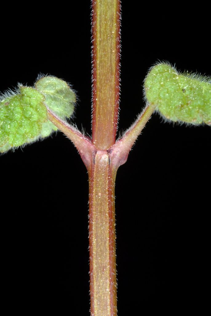 Red Dead-nettle