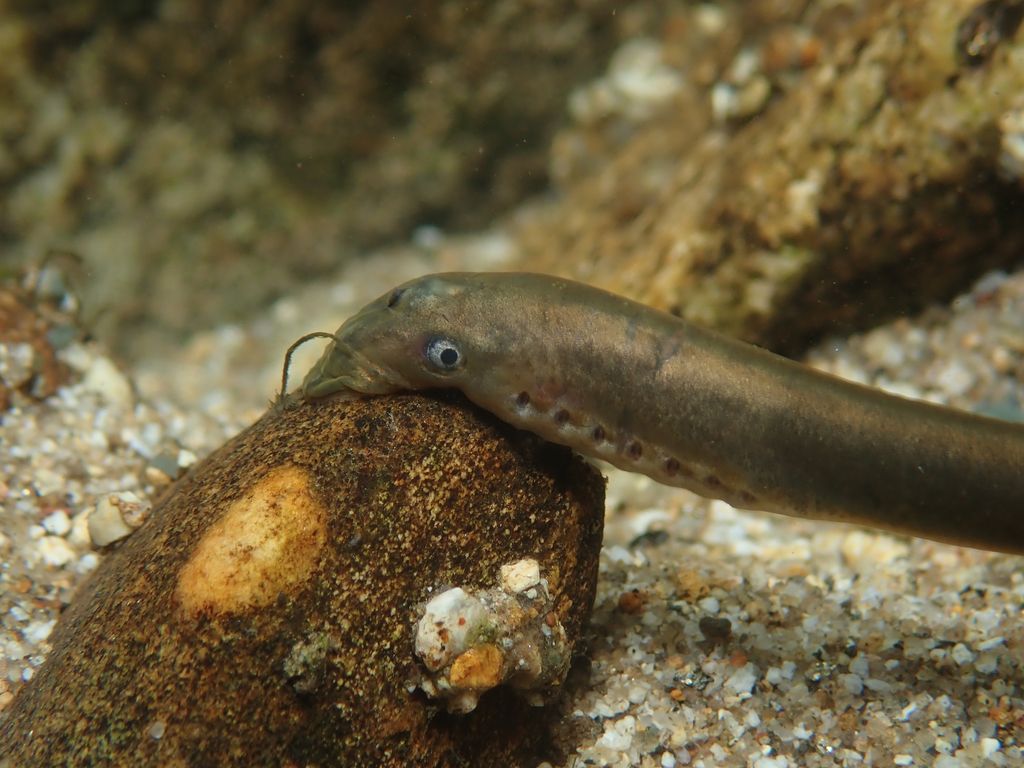Brook Lamprey