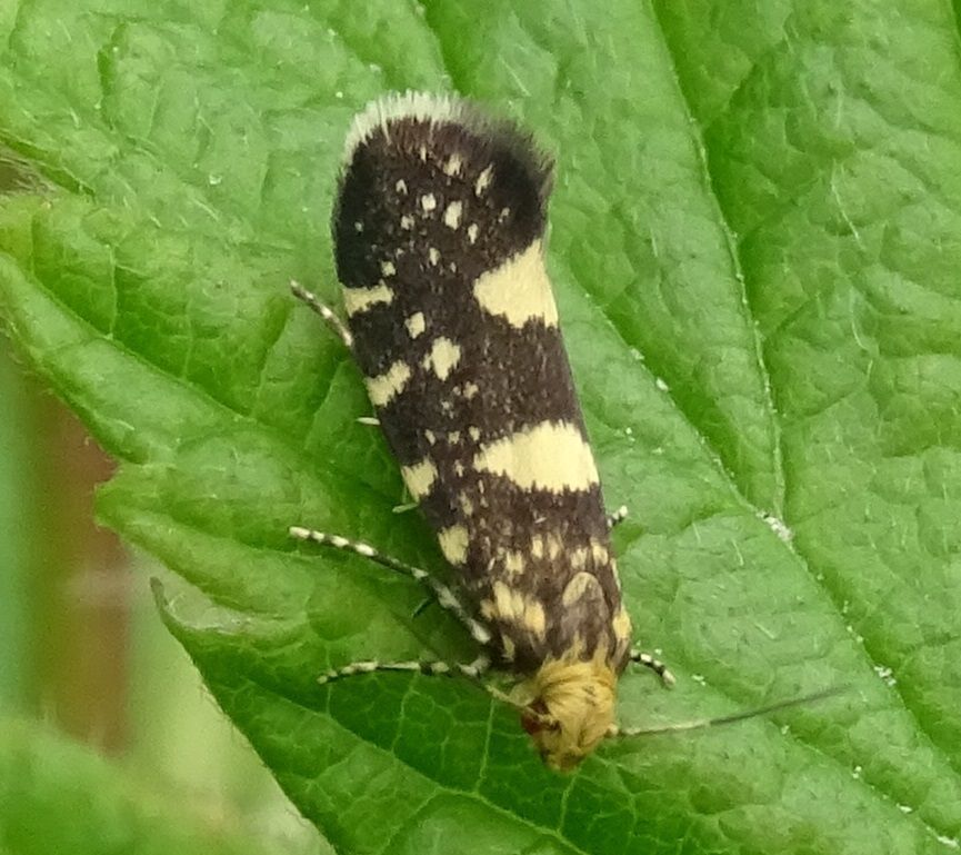 Raspberry Moth
