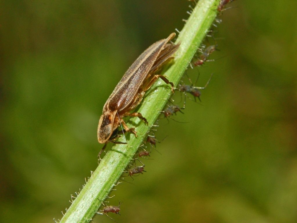 Glow-worm
