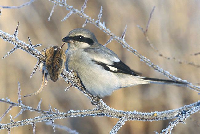 Great Gray Shrike