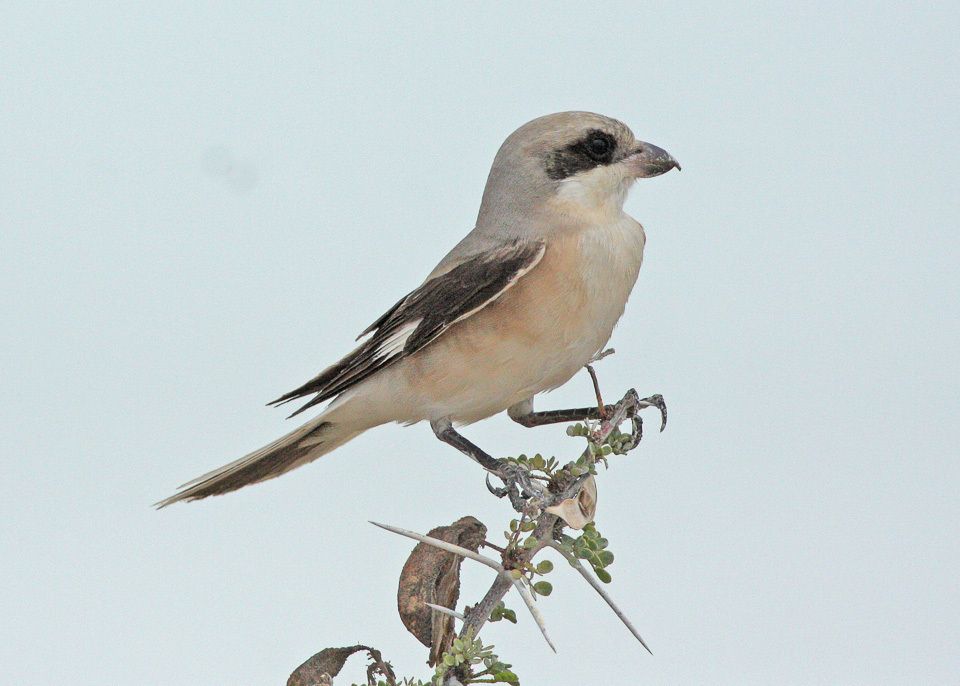 Lesser Gray Shrike