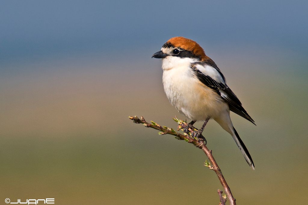 Woodchat Shrike