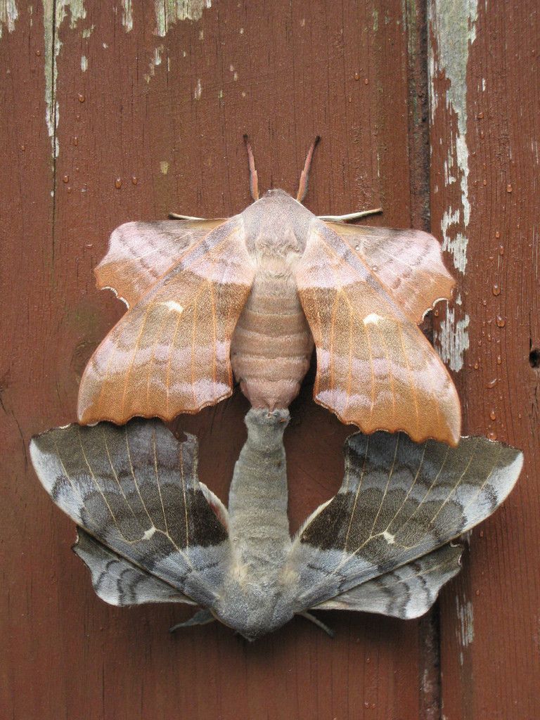 Poplar Hawk-moth