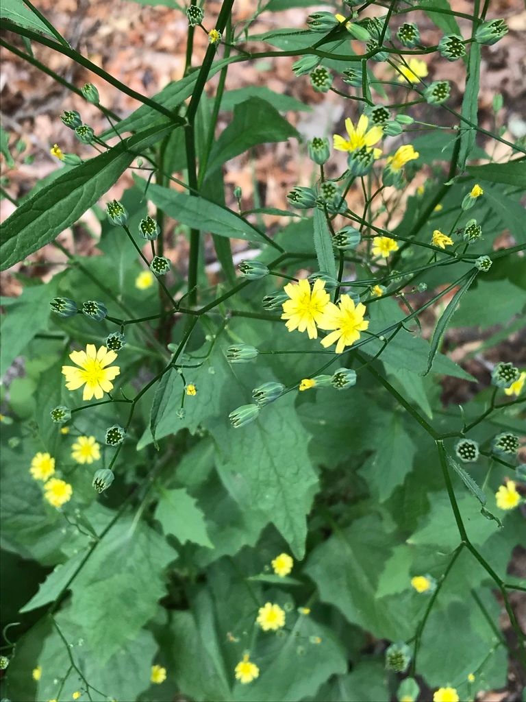 Nipplewort