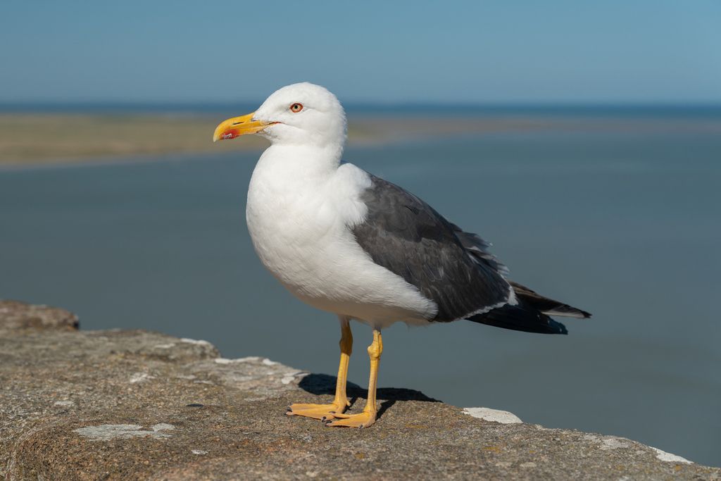 Lesser Black-backed Gull