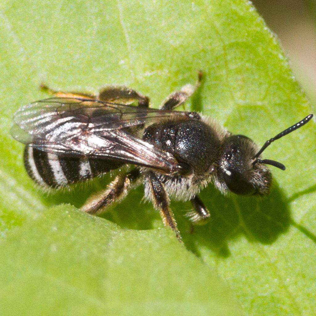 White-zoned Furrow Bee