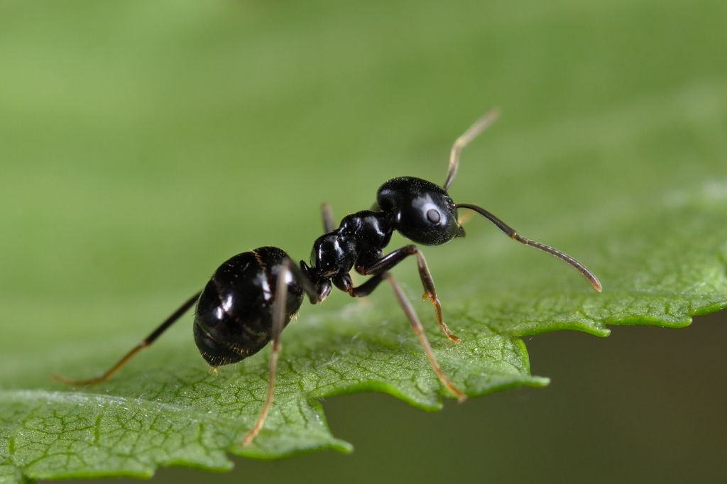 Jet Ant
