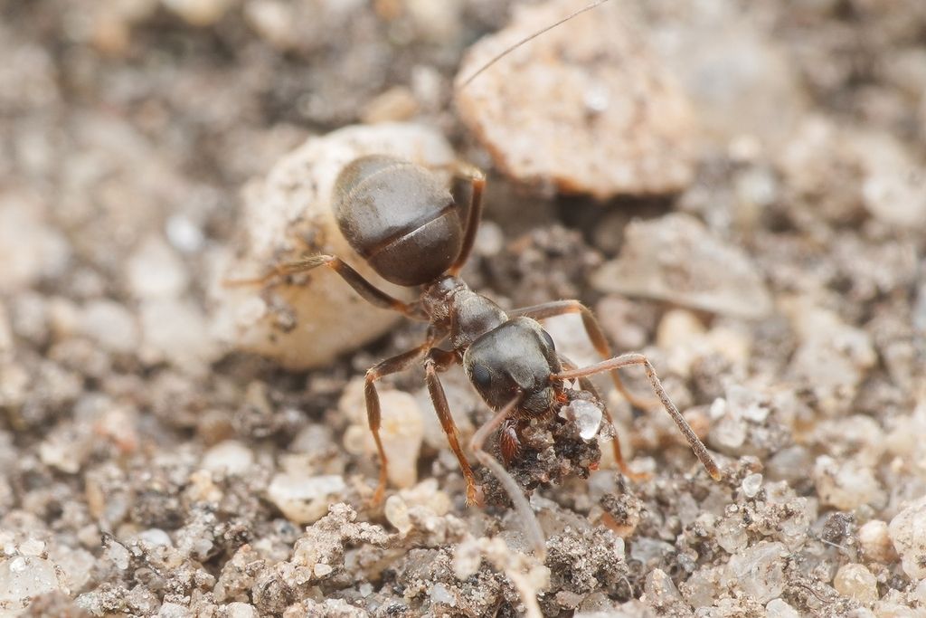 Small Black Ant