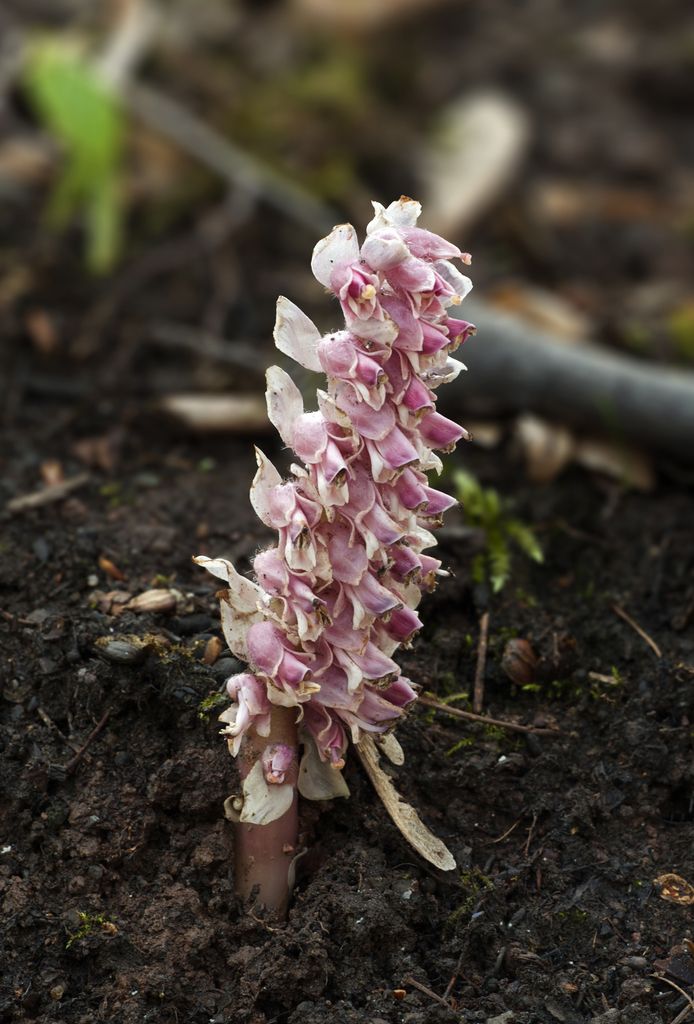 Toothwort