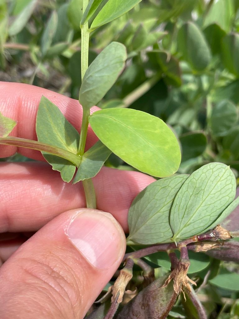 Sea Pea