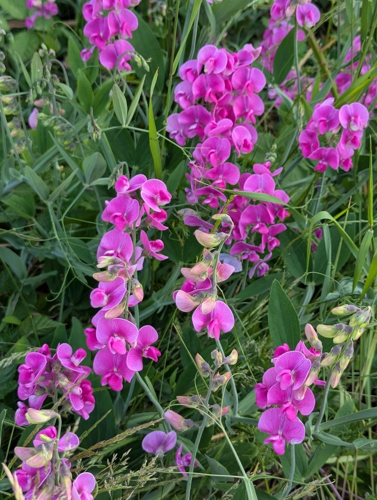 Broad-leaved Everlasting-pea