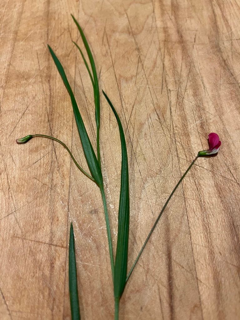 Grass Vetchling