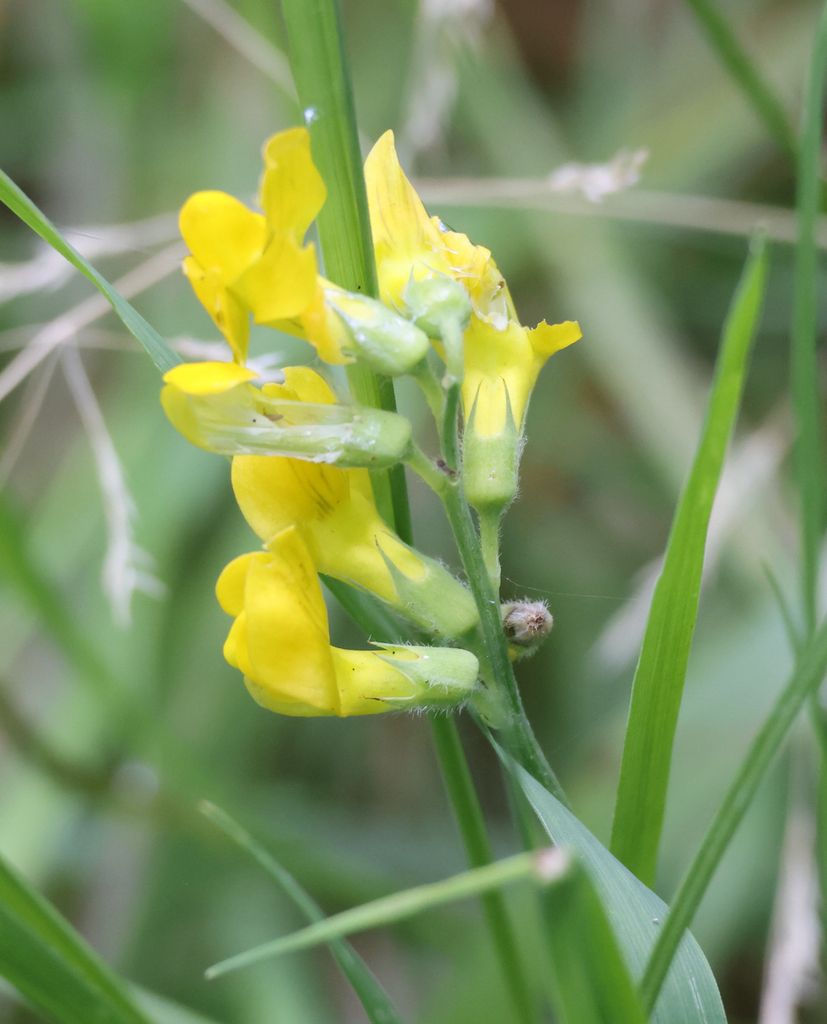 Meadow Vetchling