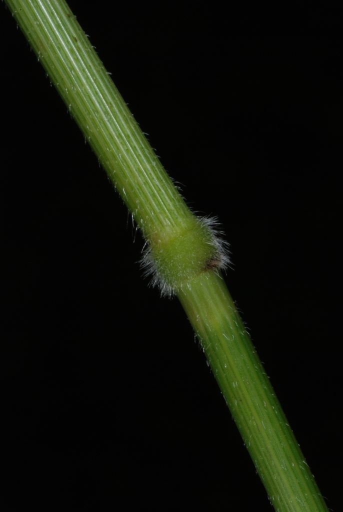 Cut-grass