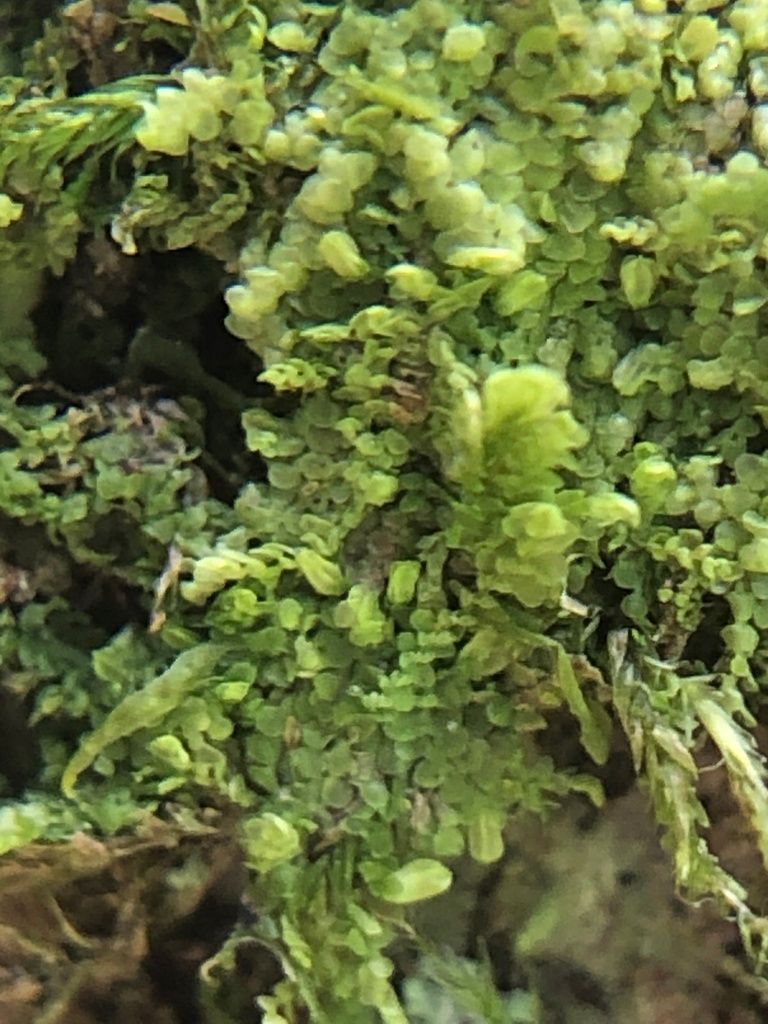 Western Pouncewort