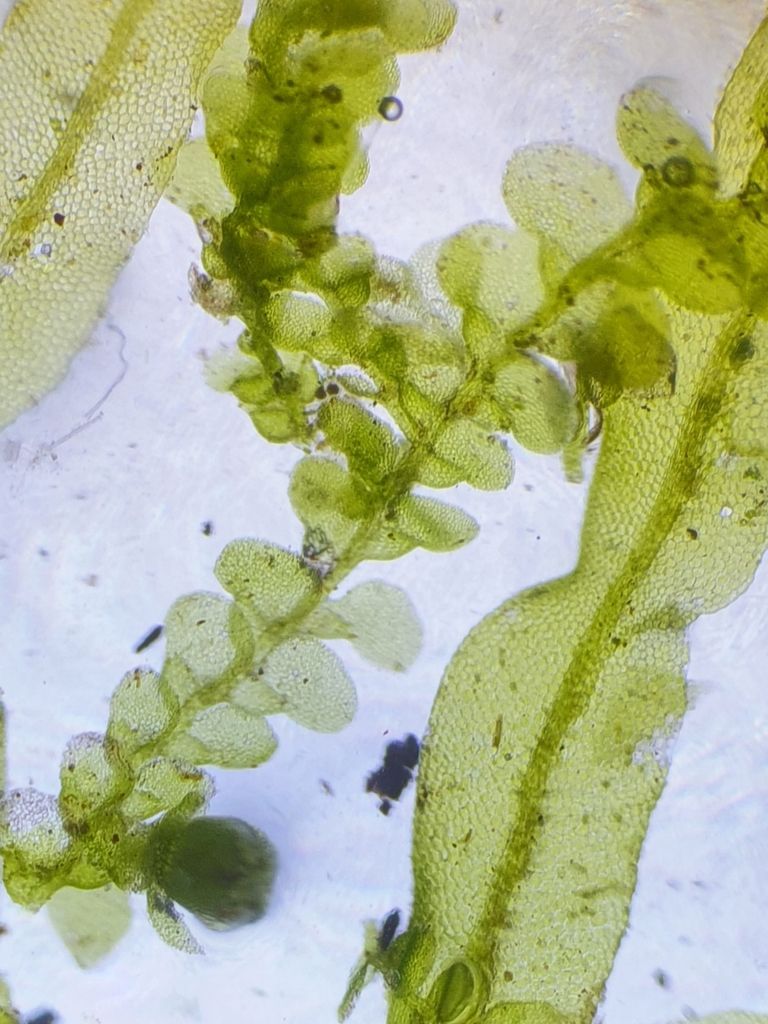 Pearl Pouncewort