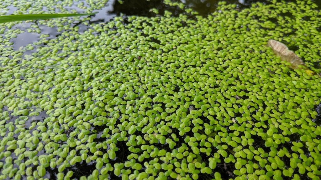 Common Duckweed