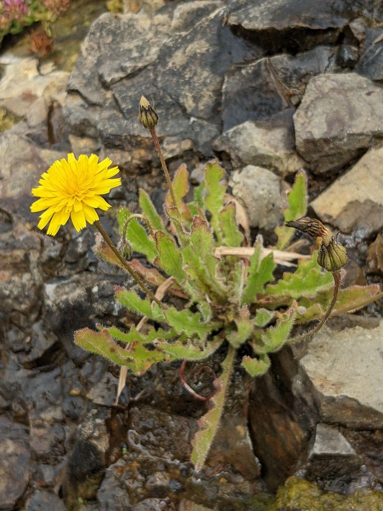 Lesser Hawkbit