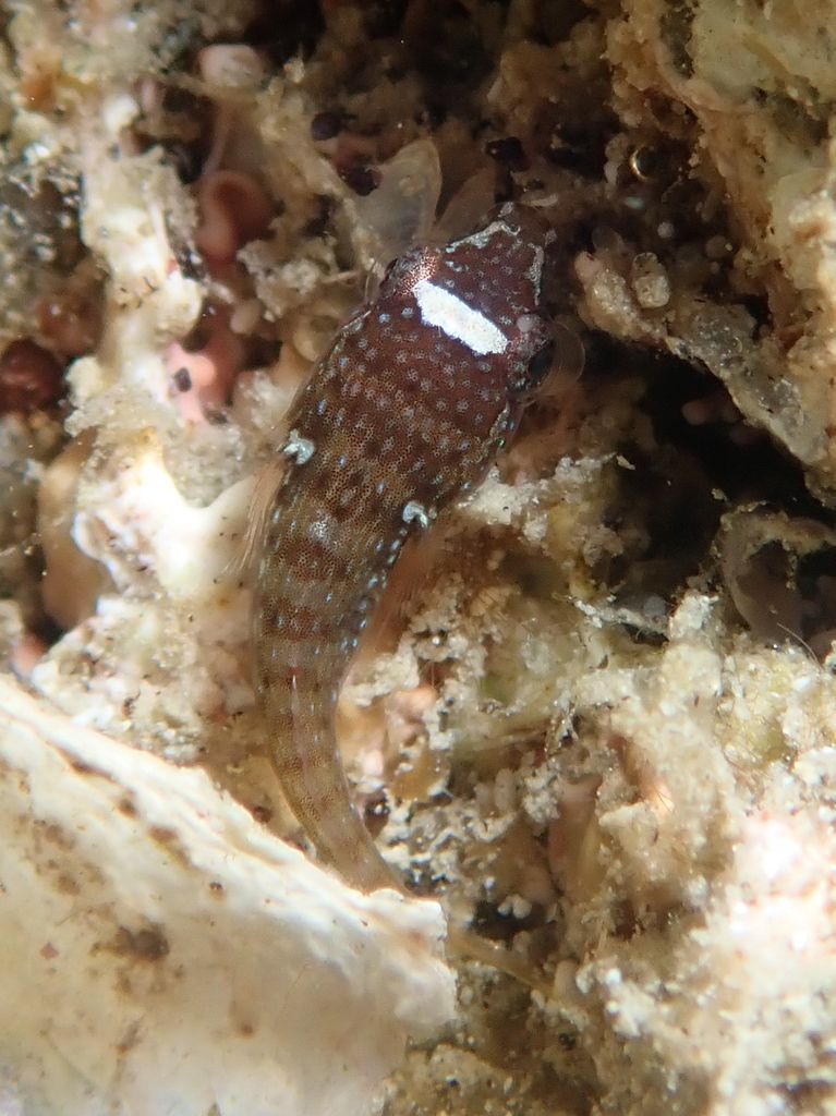 Connemara Clingfish