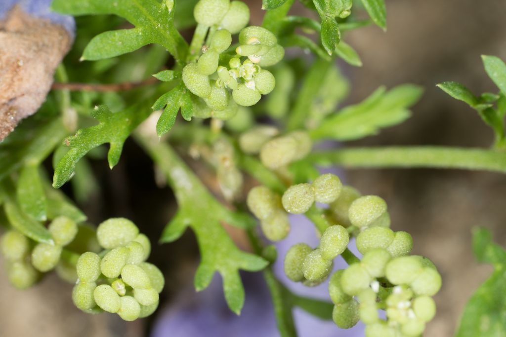 Lesser Swine-cress