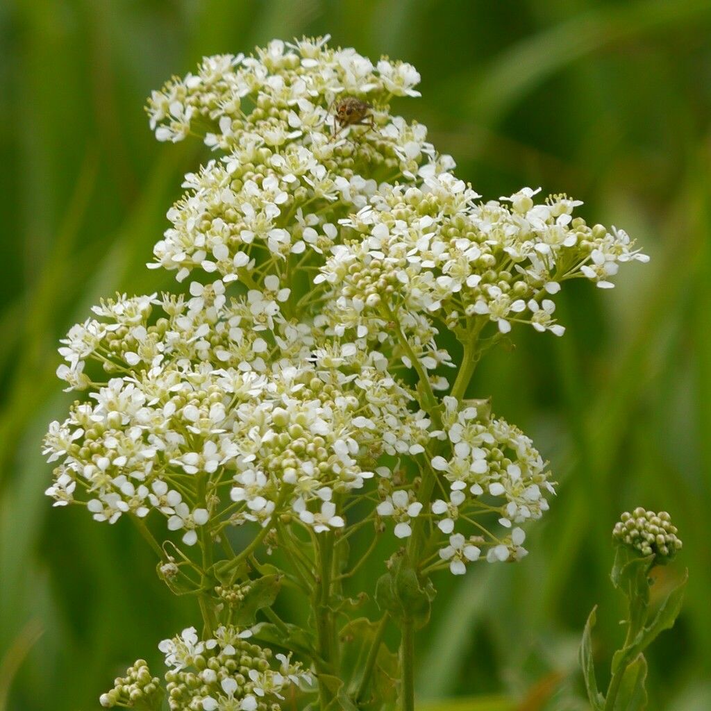 Hoary Cress