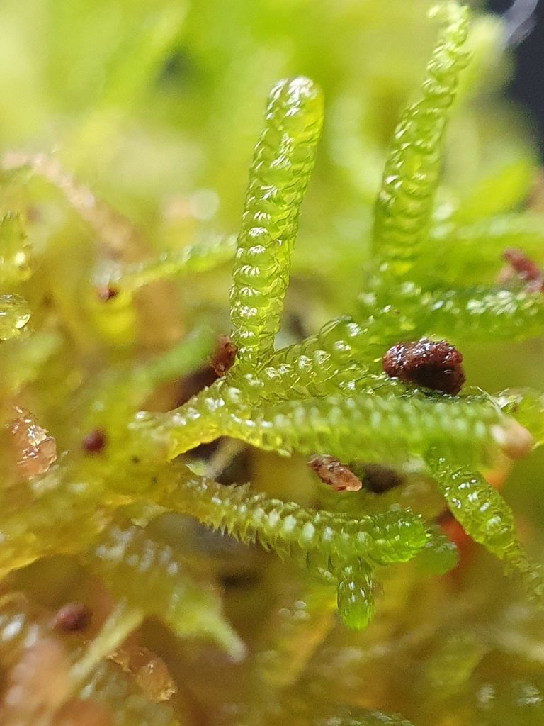Rock Fingerwort