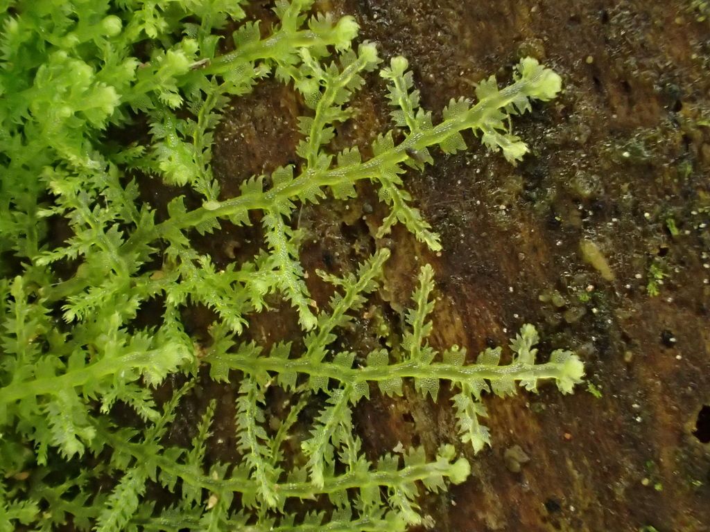 Creeping Fingerwort