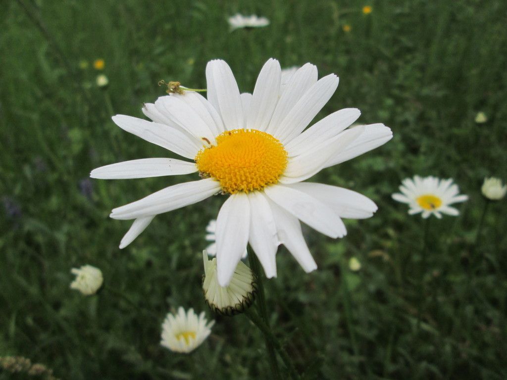 Oxeye Daisy