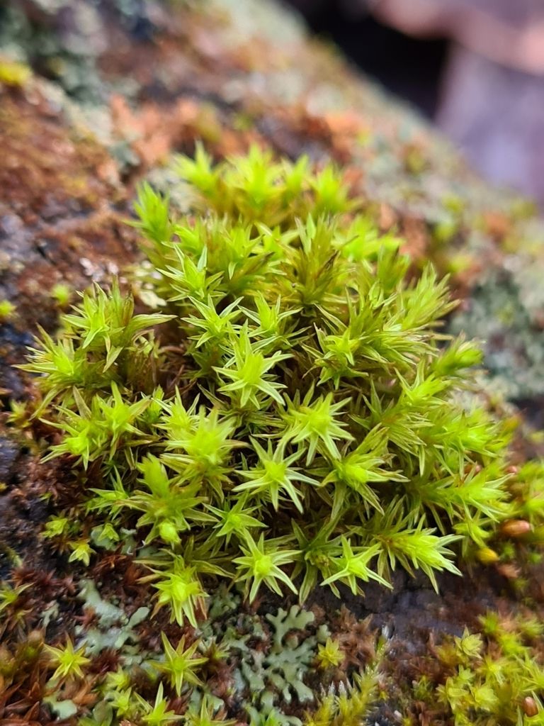 Wood Bristle-moss