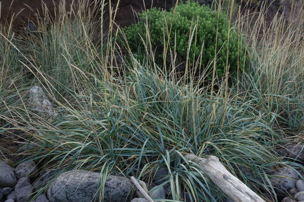 Lyme-grass