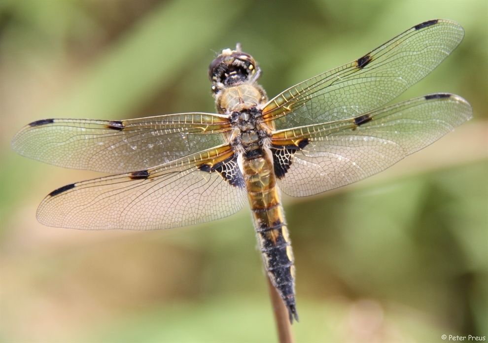 Four-spotted Chaser