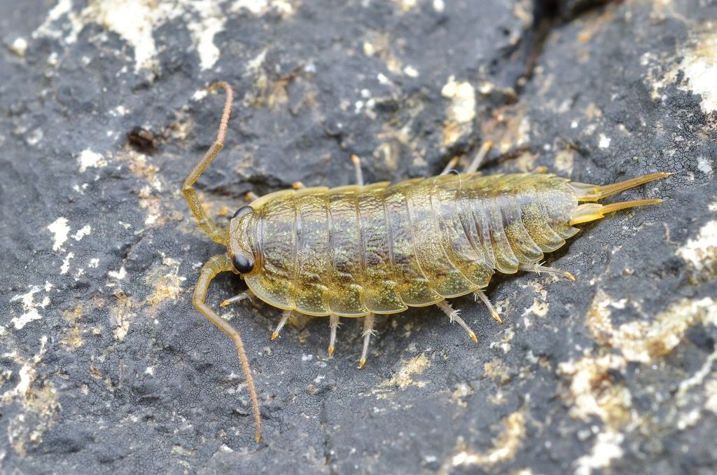 Common Sea Slater