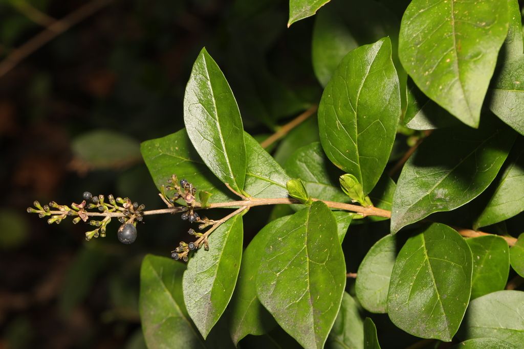 Garden Privet