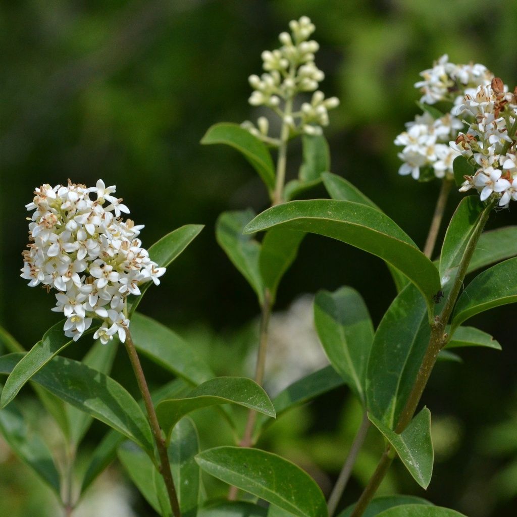 Wild Privet