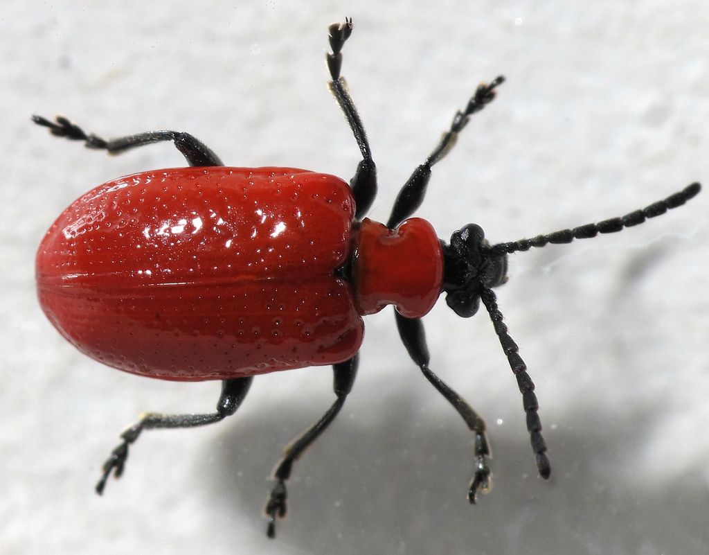Lily Beetle