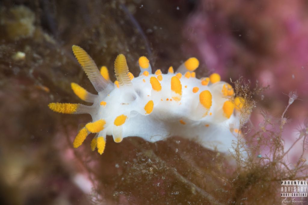 Orange-Clubbed Sea Slug
