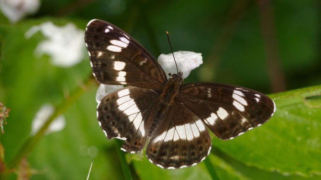 White Admiral