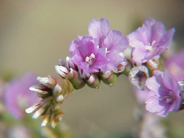 Rock Sea-lavender