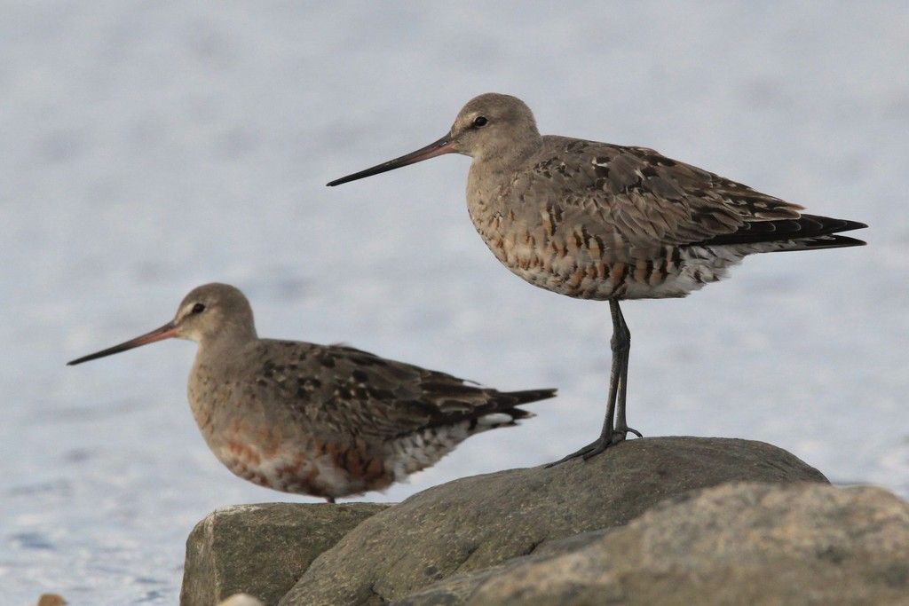 Hudsonian Godwit