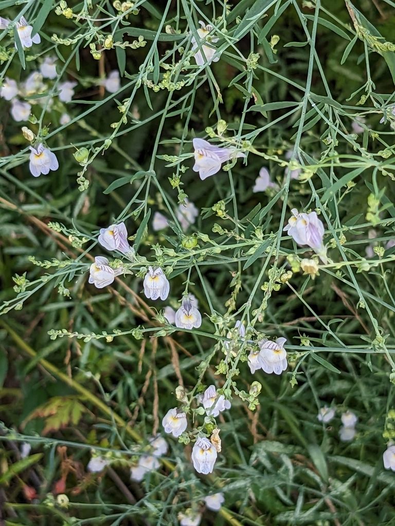 Pale Toadflax