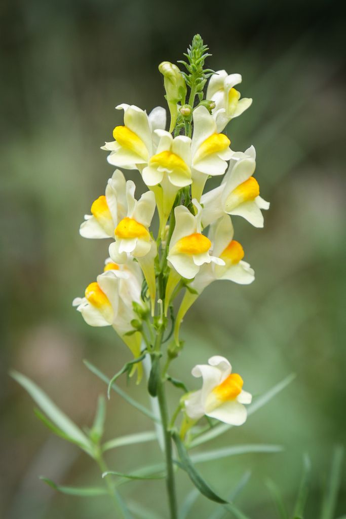 Common Toadflax
