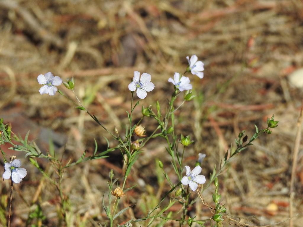 Pale Flax