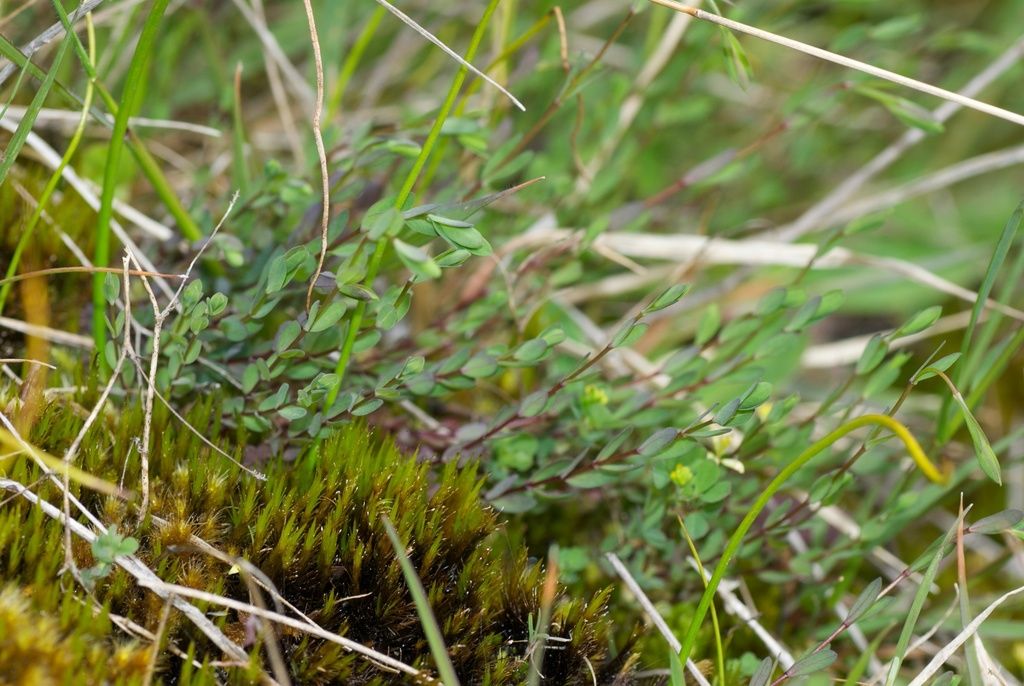 Fairy Flax